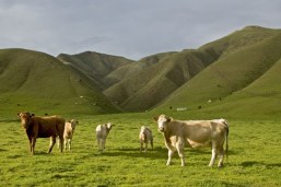 countryscape