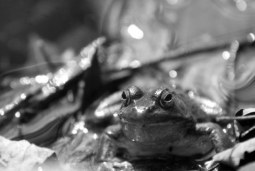 ribbiting