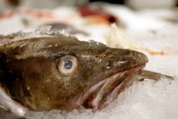 frozen fishy