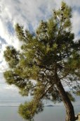 treestacular