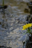 in bloom
