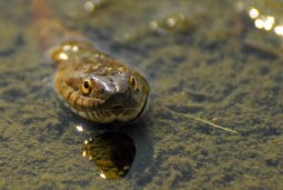 slither