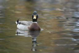 just ducky