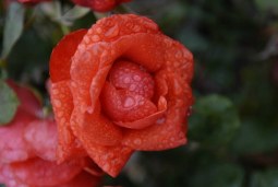 in bloom