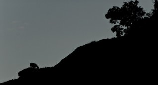 on the wild horizon