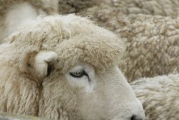 on the farm - sheepish