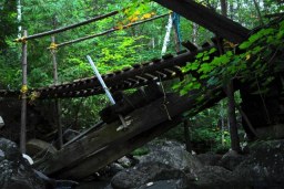 forest finds