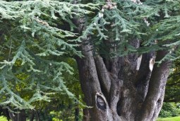 treestacular