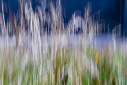 into the fields