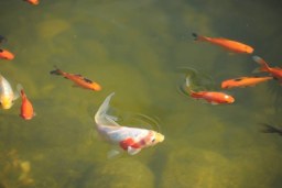 something fishy