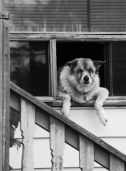 dog gone