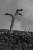 natures design