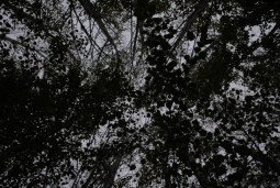 treestacular