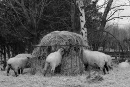 on the farm
