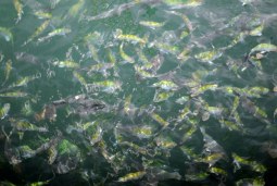 in with the fishies