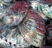 shelled
