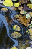 water logged