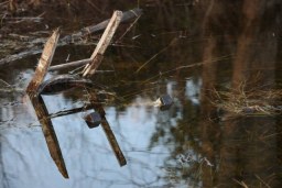 forest finds reflected