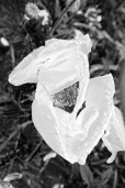 trying to bloom