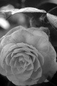 in bloom