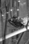ribbiting
