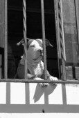 dog gone