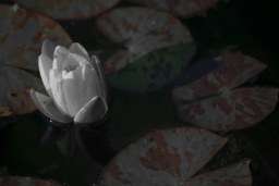 in bloom