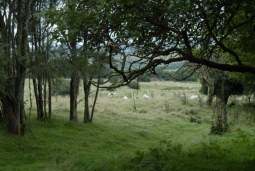 countryscape