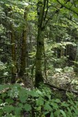 into the forest